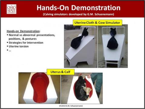 informational image about calving simulators