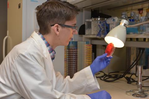 person observing plate in lab