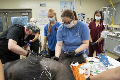 group of veterinarians treat a gorilla