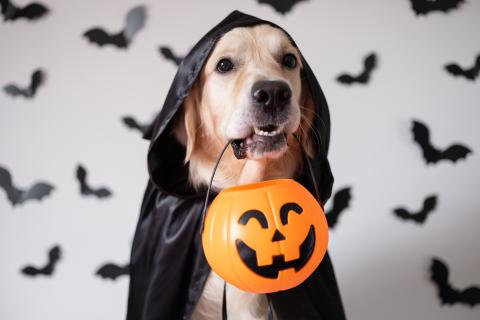 dog in cape holding jack o lantern halloween tote in mouth