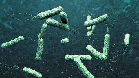 cholera bacteria