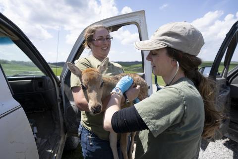 two veterinarians treat a fawn in the field