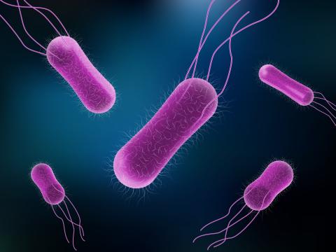 salmonella bacteria