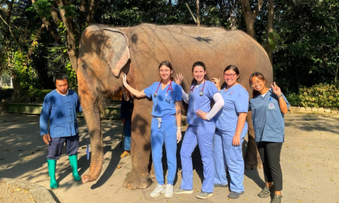 veterinary students next to an elephant, global engagement program