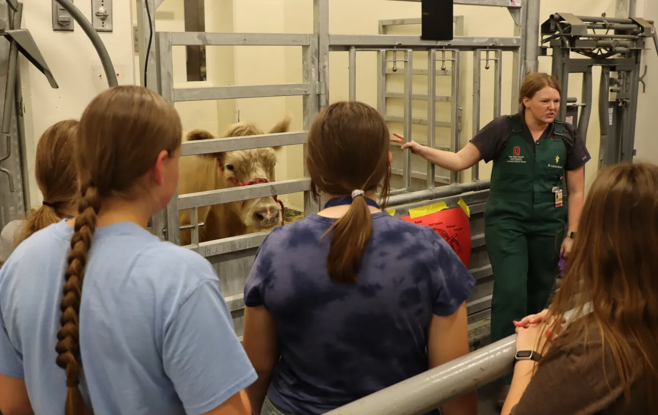 Students gather in the large animal facilities