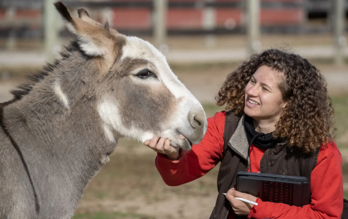 student looking at a donkey