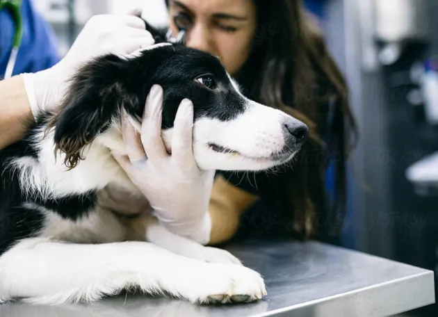 dog ear checkup