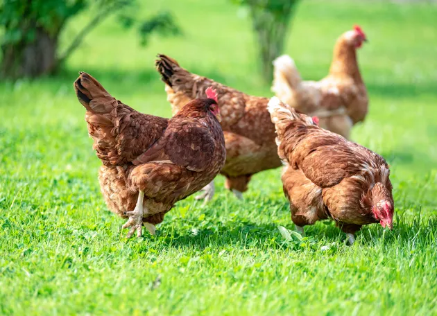 chickens in pasture