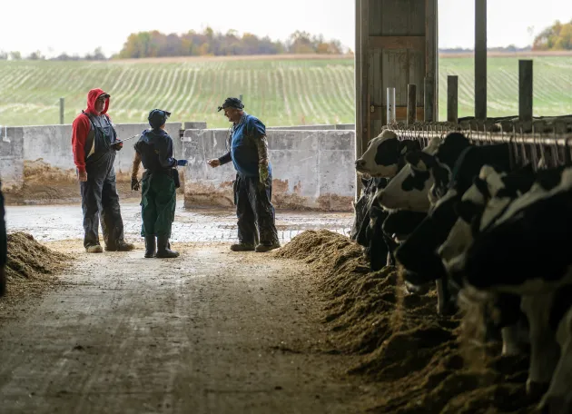 Dr. Eric Gordon and fourth-year veterinary student Brooke Bockey consult with one of the farm managers at Four Henry Dairy Farm.