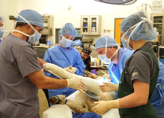 Andy Niehaus and Julie Horton in orthopedic surgery for a calf