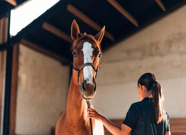 brown and white horse in a barn with woman