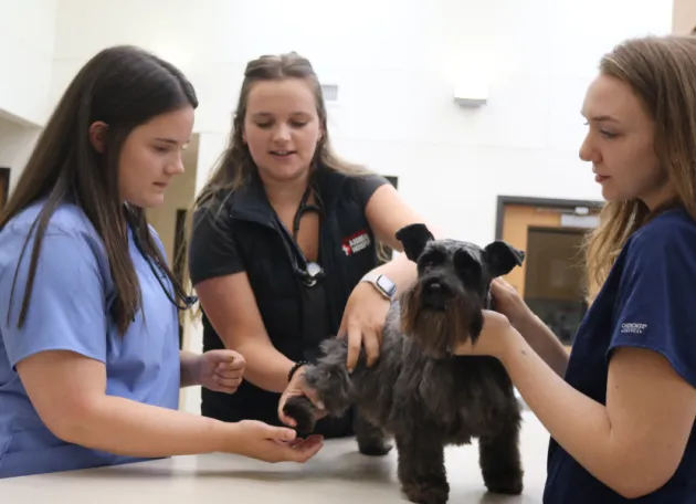 mentor showing osu veterinary student dog leg in clinical externship