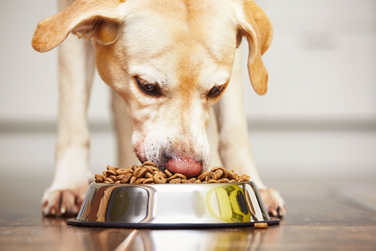 Myths and Misconceptions Surrounding Pet Foods | OSU Veterinary Medical  Center